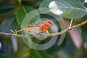 view of the cardinal bird in mauritius