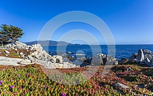 View of Carmel Bay and Lone Cyprus at Pebble Beach, 17 Mile Drive, Peninsula, Monterey