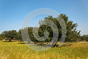 View of an carob tree orchard in a field Cyprus