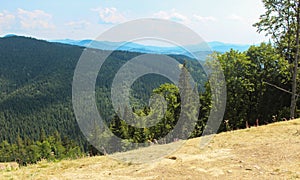 View from the Carpathian path to the top of the Goverla. Location of the Carpathians, Ukraine, Europe. Natural spruce