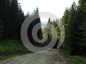 View from the Carpathian path to the top of the Goverla. Location of the Carpathians, Ukraine, Europe. Natural spruce