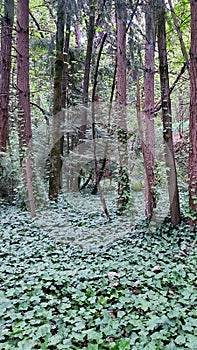 View of Carpet of English Ivy Climbing Evergreen Trees