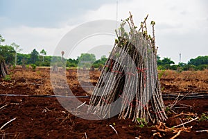 View of the cassava stem pile showcases the culmination of hard work and dedication in cultivating this essential crop