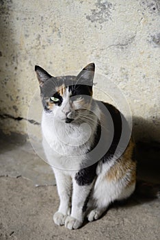 the view of the cat posing in front of the house while basking in the sun, the morning sun,