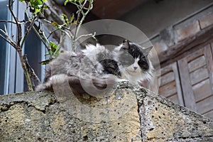 View of cat on stone wall photo