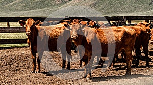 View Of Cattle At The Hunewill Ranch