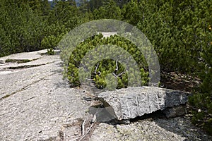 View of Cavaglia Glacier garden