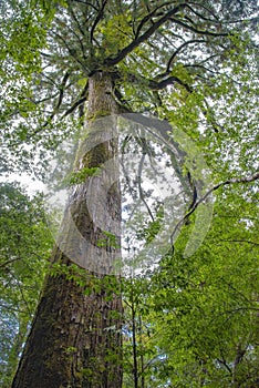 View of Cedar trees in Yakushima island forest, Kagoshima Prefecture, Japan