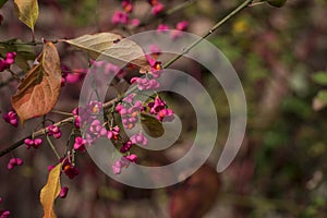 View of celastraceae family on naked branch