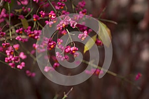 View of celastraceae family on naked branch