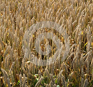 view of cereal ears, wheat field close-up of ripe ears, time before harvest