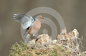 Chaffinch.