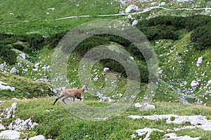View of a chamois on a mountain ridge