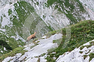 View of a chamois on a mountain ridge