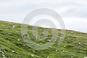 View of a chamois on a mountain ridge