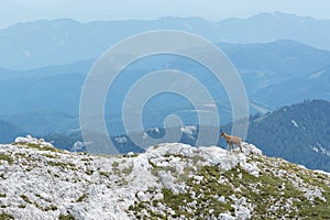 View of a chamois on a mountain ridge