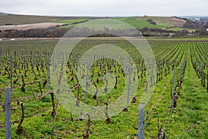 View of Champagne gran cru vineyards and Marne river near Ay village at winter