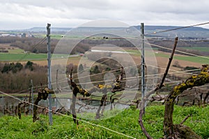 View of Champagne gran cru vineyards and Marne river near Ay village at winter