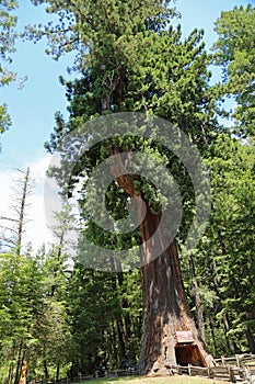 View at Chandelier Tree vertical