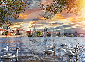 View on Charles bridge and Swans on Vltava river