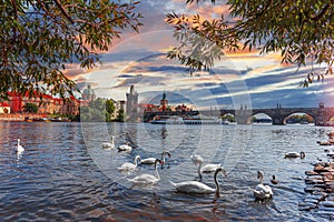 View on Charles bridge and Swans on Vltava river