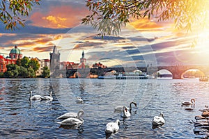 View on Charles bridge and Swans on Vltava river