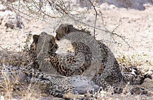 A view of cheeta with cubs