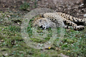View of cheetah large cat of the subfamily felinae