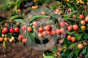 View of cherries ripening on cherry tree branch.