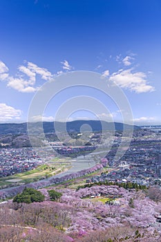 View of Cherry Blossom or Hitome Senbon Sakura festival at Shiroishi riverside and city, Funaoka Castle Ruin Park, Sendai, Miyagi photo