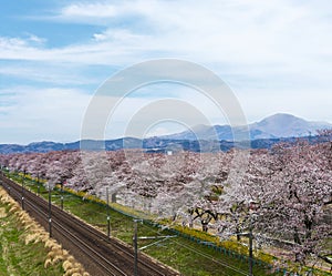 View of Cherry Blossom or Hitome Senbon Sakura festival at Shiroishi riverside and city, Funaoka Castle Ruin Park, Sendai, Miyagi photo