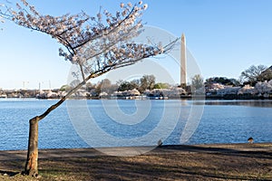 View of a cherry blossom tree slated for removal at the Tidal Basin, due to flooding and construction of a new seawall project
