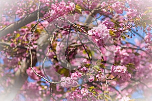 View in a cherry tree at cherryblossom.