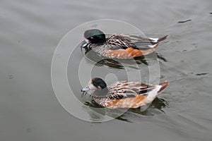 A view of a Chiloe Wigeon