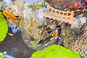 View of chinese garden pond with multicoloured carp koi fishes