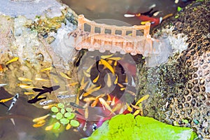 View of chinese garden pond with multicoloured carp koi fishes