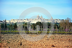 Vineyard and Citadel, Mdina.