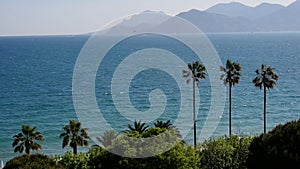 View of the city of Cannes, palm trees, yachts and azure sky