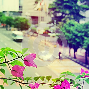 View of the city - the flowers and the road with cars. Selective focus