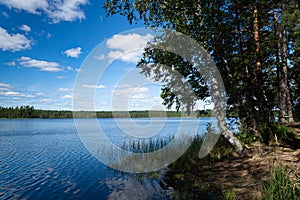 View of the clear forest lake. Lake Moshno.  Pskov region
