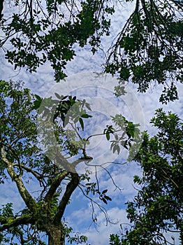 view of the clear sky unobstructed by trees