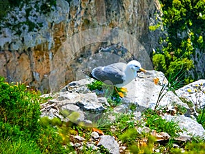 View from a cliff on the island of Capri, Italy