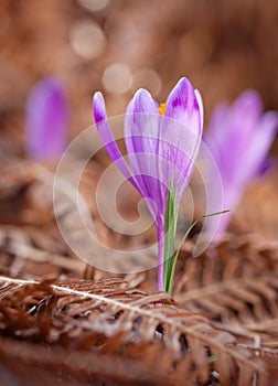 View of close-up magic blooming spring flowers crocus growing from fern