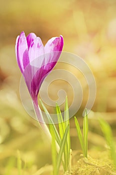 View of close-up magic blooming spring flowers crocus growing fr