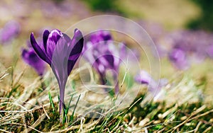 View of close-up spring flowers violet crocus.