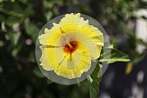 View close up of yellow hibiscus