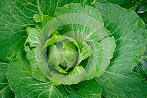 View close up of young cabbage with fresh leaves. Agriculture business. Ripe harvest on a farmer field or greenhouse.