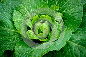 View close up of young cabbage with fresh leaves. Agriculture business. Ripe harvest on a farmer field or greenhouse.