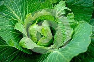 View close up of young cabbage with fresh leaves. Agriculture business. Ripe harvest on a farmer field or greenhouse.