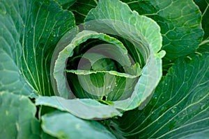 View close up of young cabbage with fresh leaves. Agriculture business. Ripe harvest on a farmer field or greenhouse.